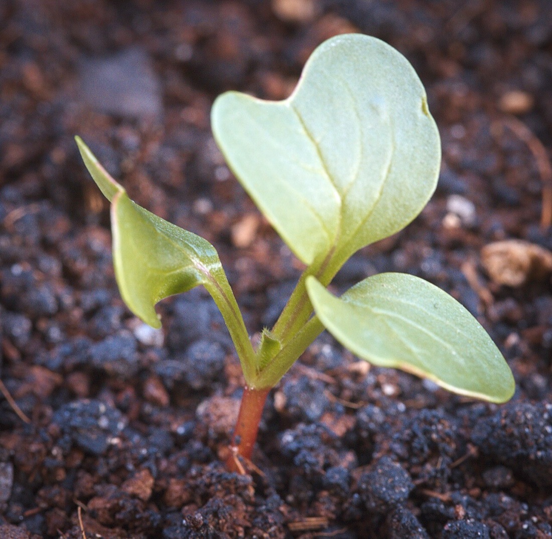 A child gardening