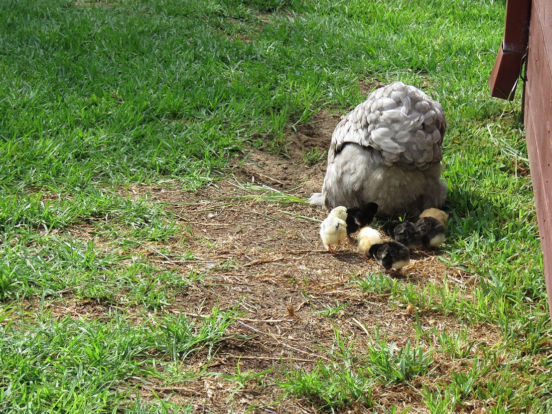 Backyard chickens in a garden