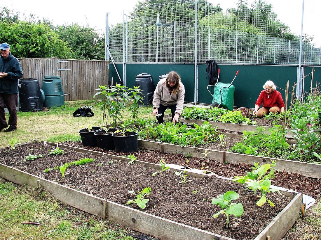 A productive homestead vegetable patch