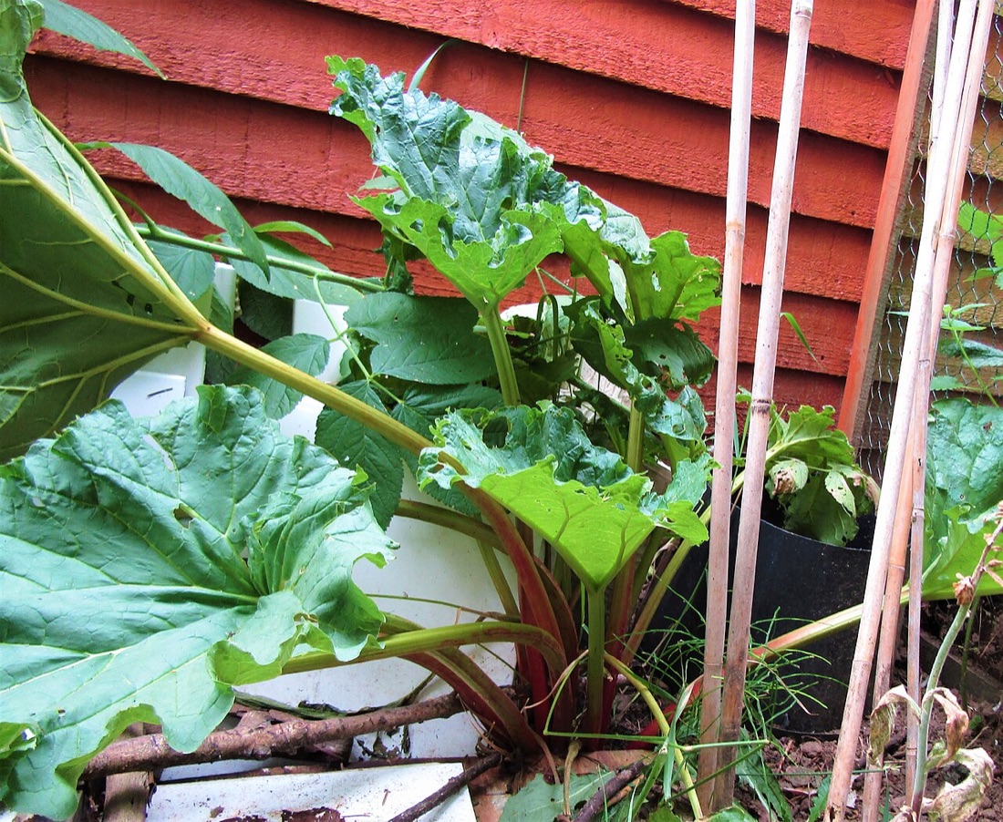 Rhubarb growing in the garden
