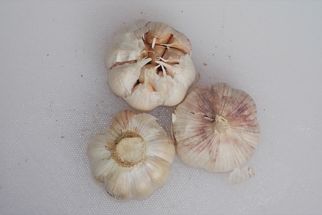 Garlic bulbs