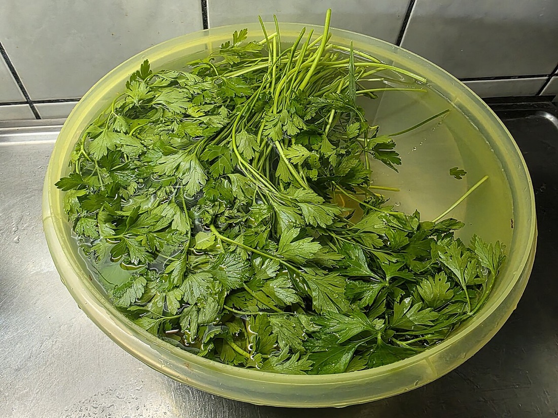 A parsley plant