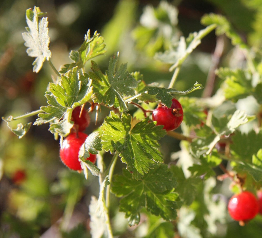 Gooseberries on the bush