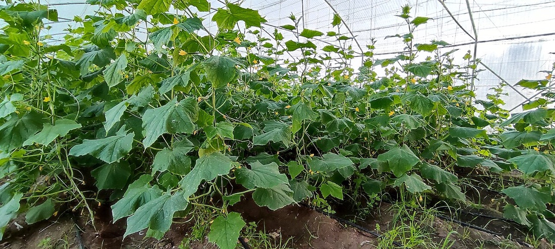 Vegetables growing in a greenhouse