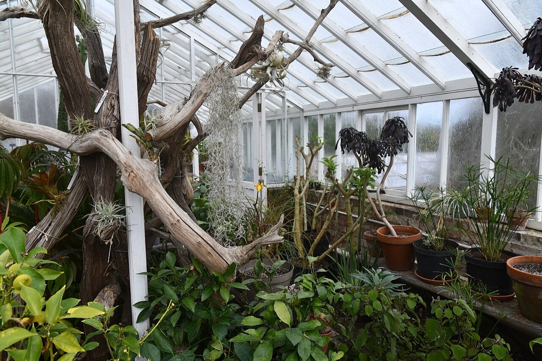 Vegetables growing in a greenhouse