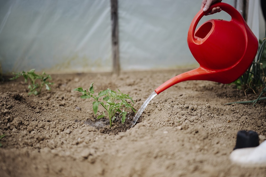Vegetables growing in a greenhouse