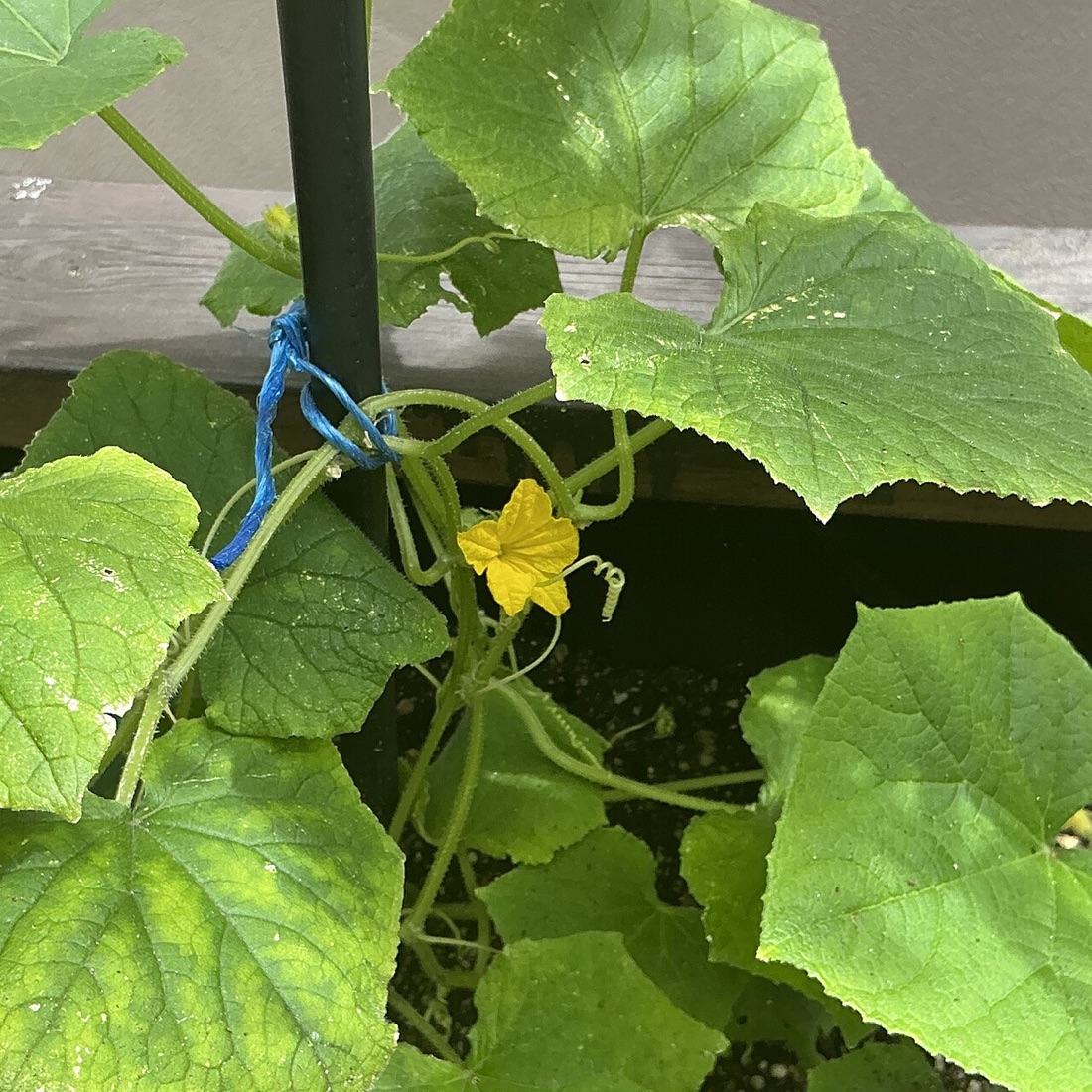 Cucumbers growing on the plant