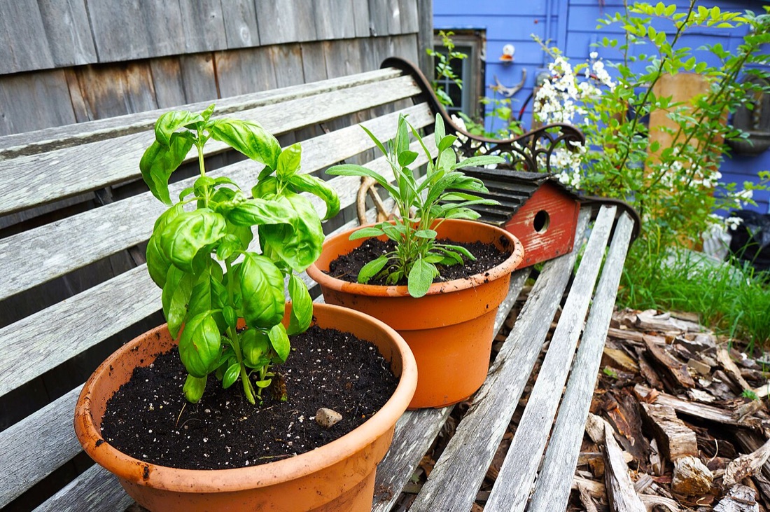 A basil plant
