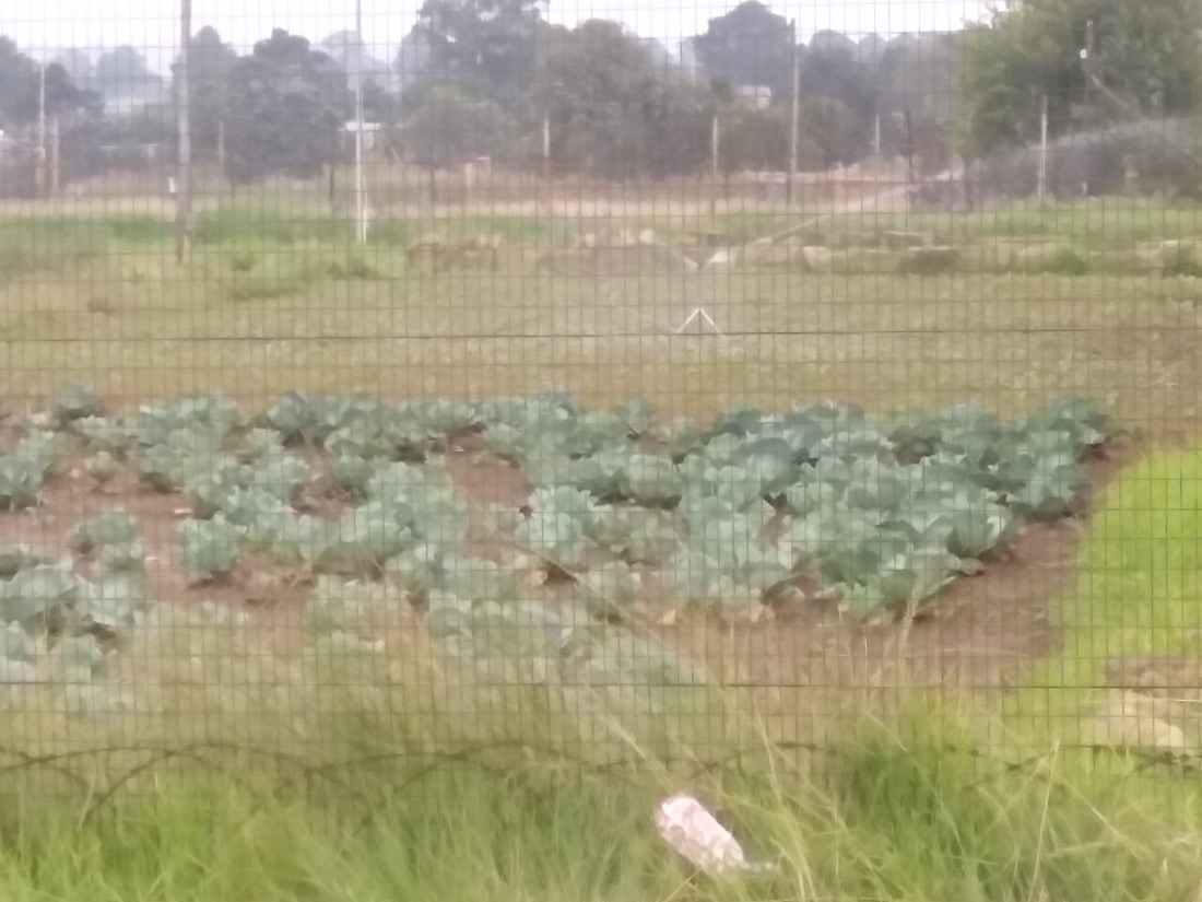 Vegetables growing in containers on a patio