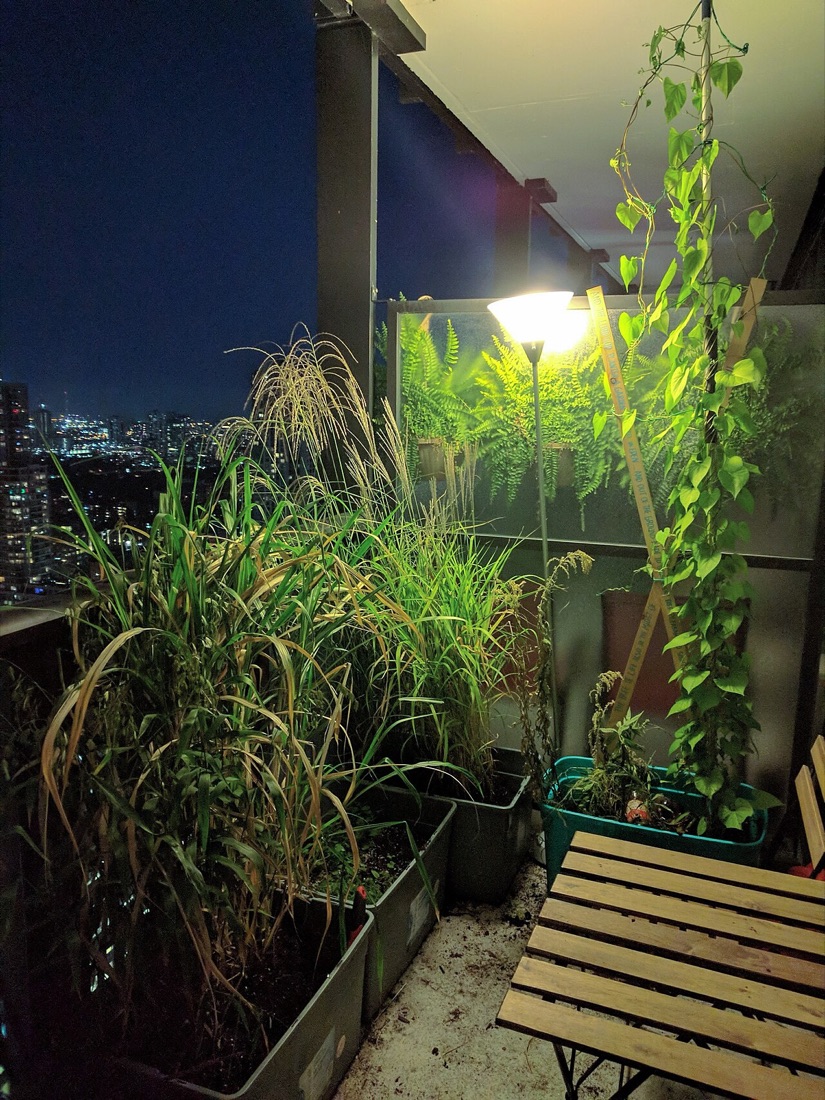 Vegetables growing in containers on a patio