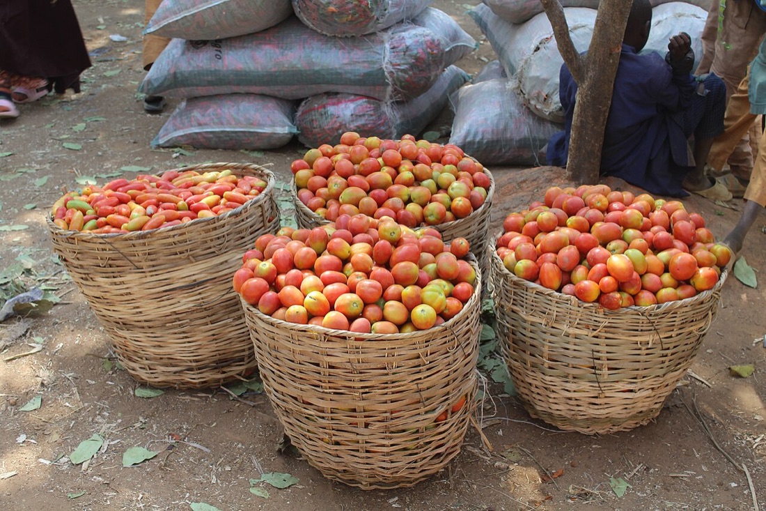 A basket of homegrown vegetables