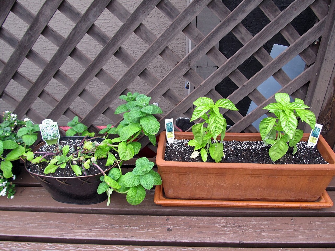 Vegetables growing in containers on a patio
