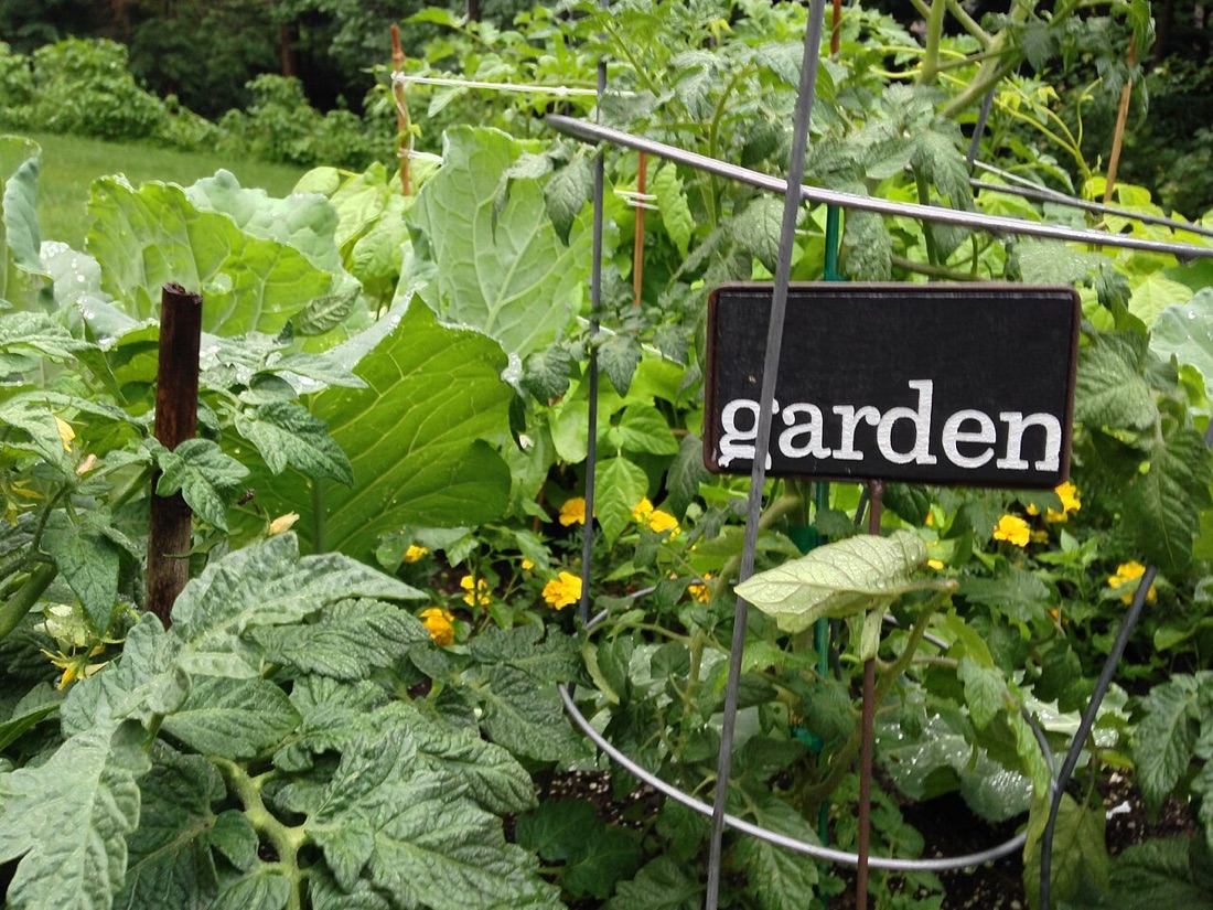 A productive homestead vegetable patch