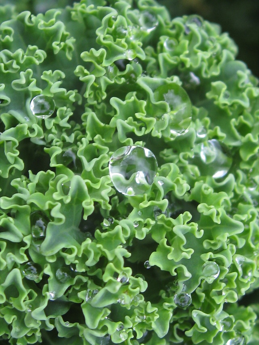 Curly kale growing in a garden