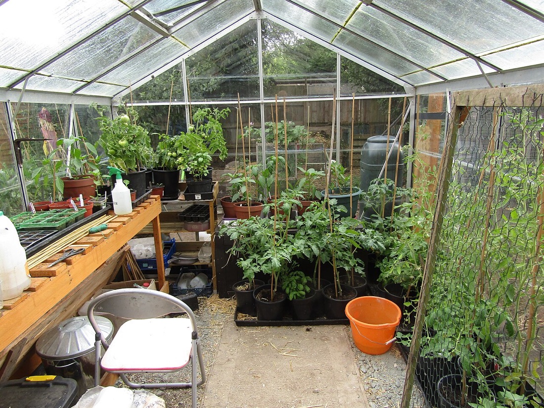 Vegetables growing in a greenhouse