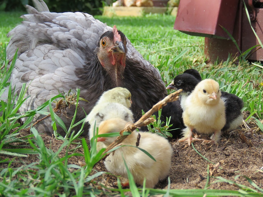 Backyard chickens in a garden