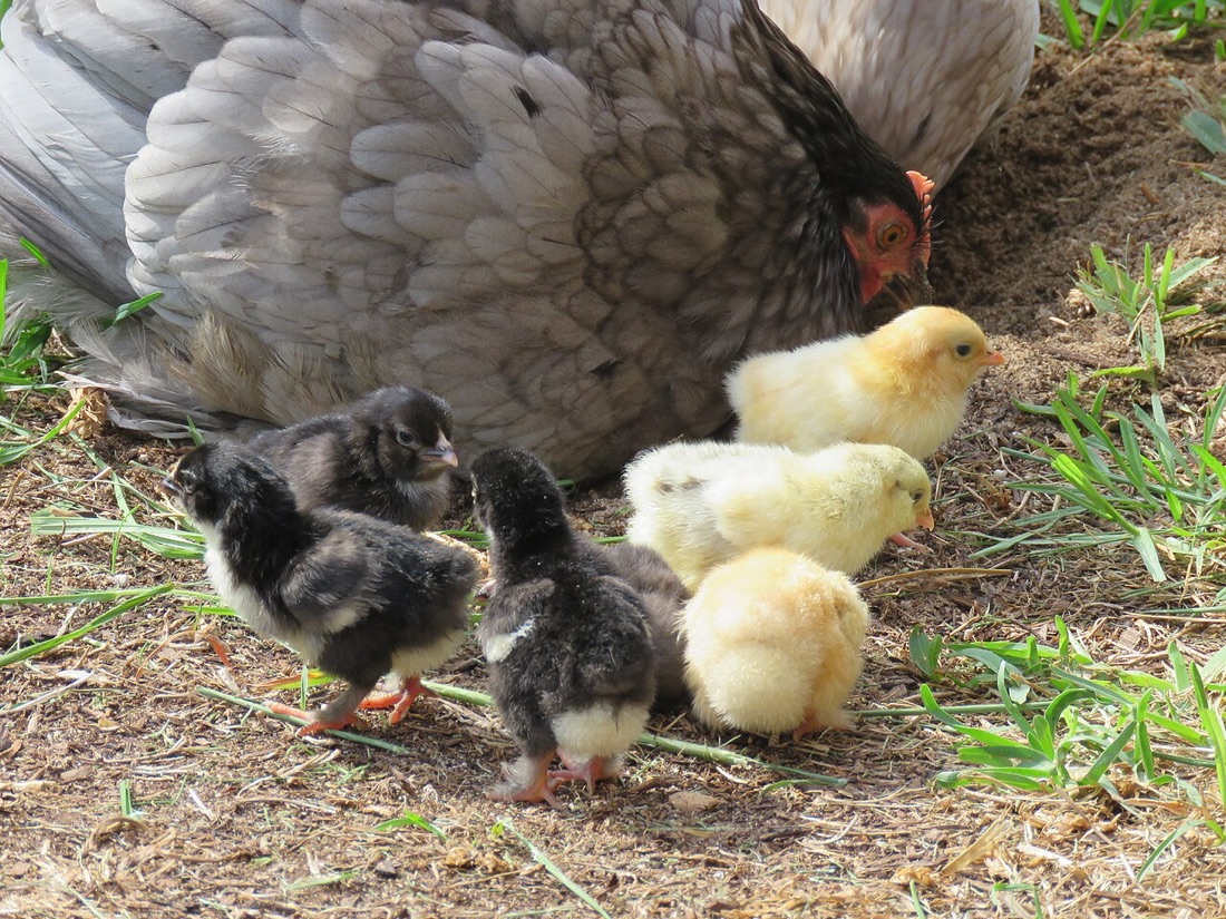 Backyard chickens in a garden