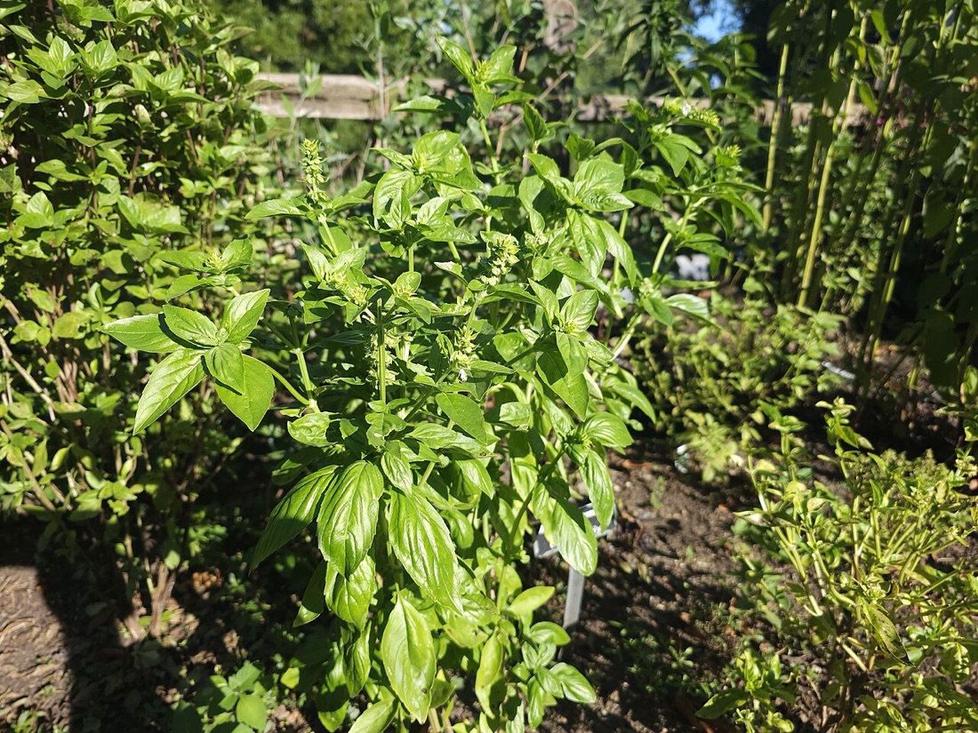 A basil plant