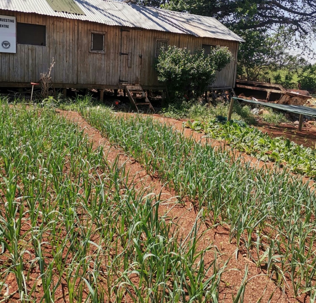 Leeks growing in a vegetable bed