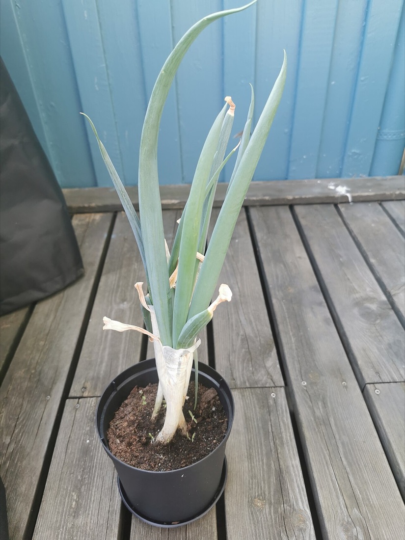 Leeks growing in a vegetable bed