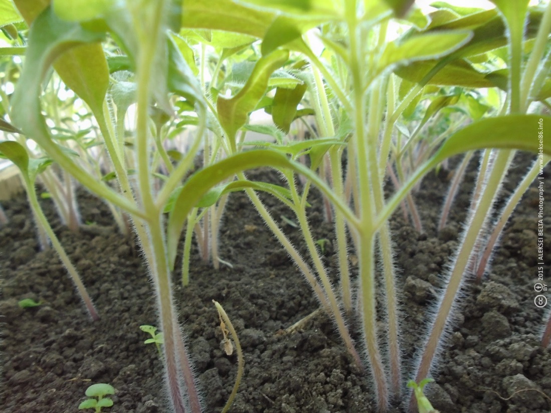 A vegetable garden with raised beds