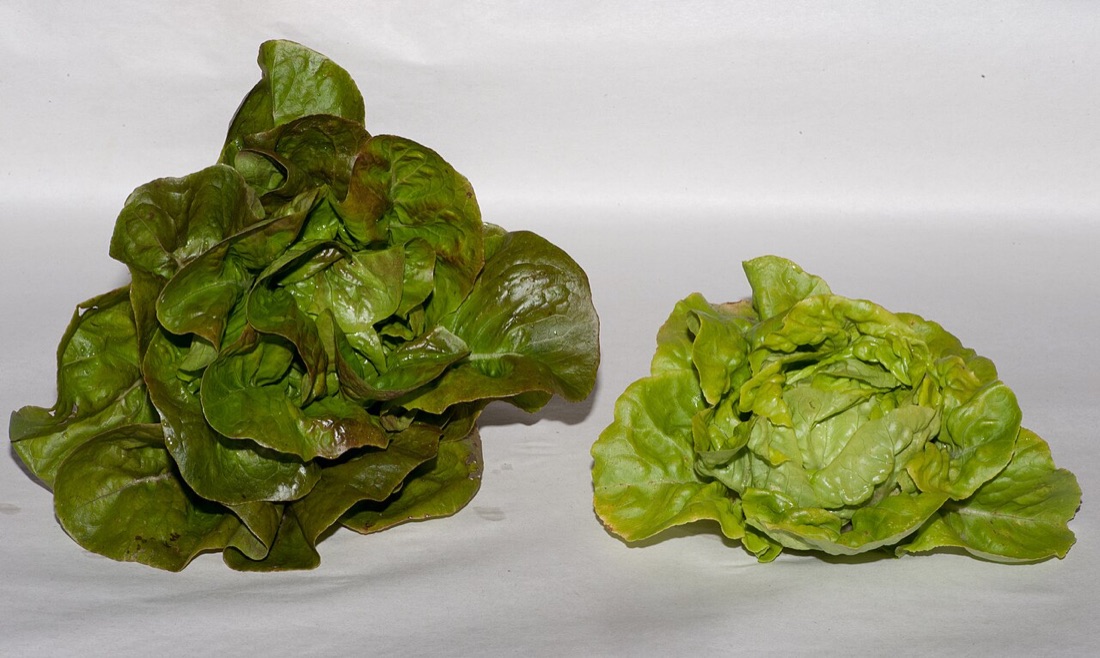 Lettuce and salad leaves growing