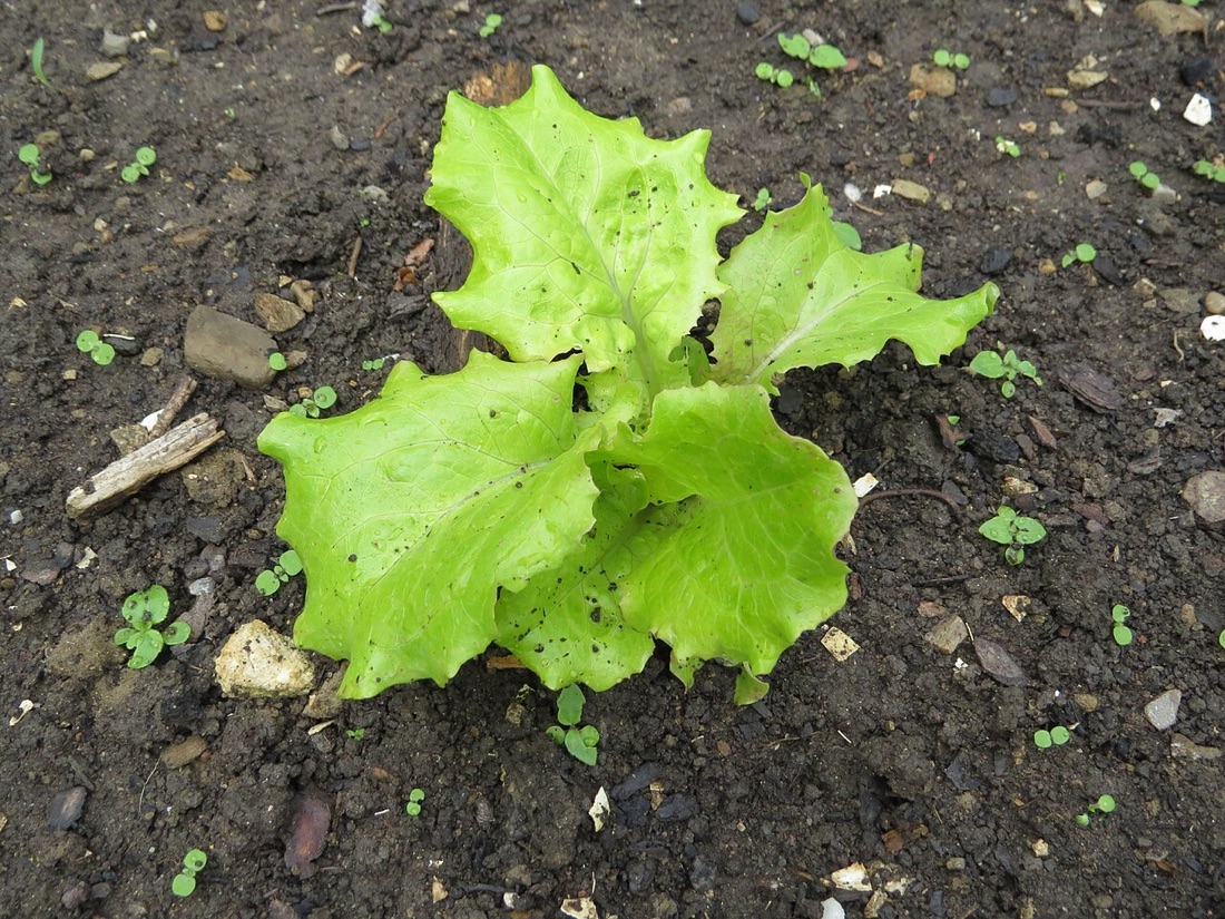 Lettuce and salad leaves growing