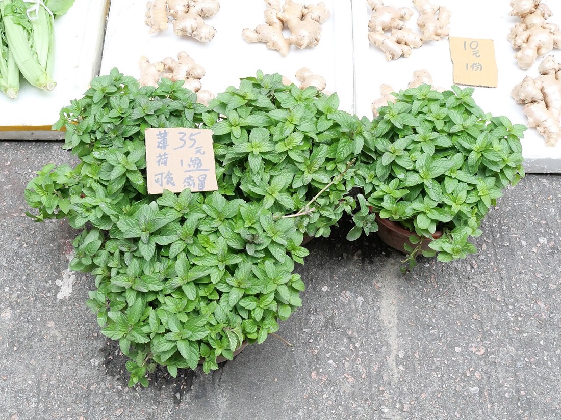 A mint plant