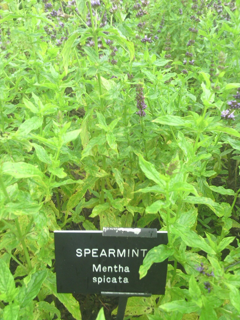 A mint plant
