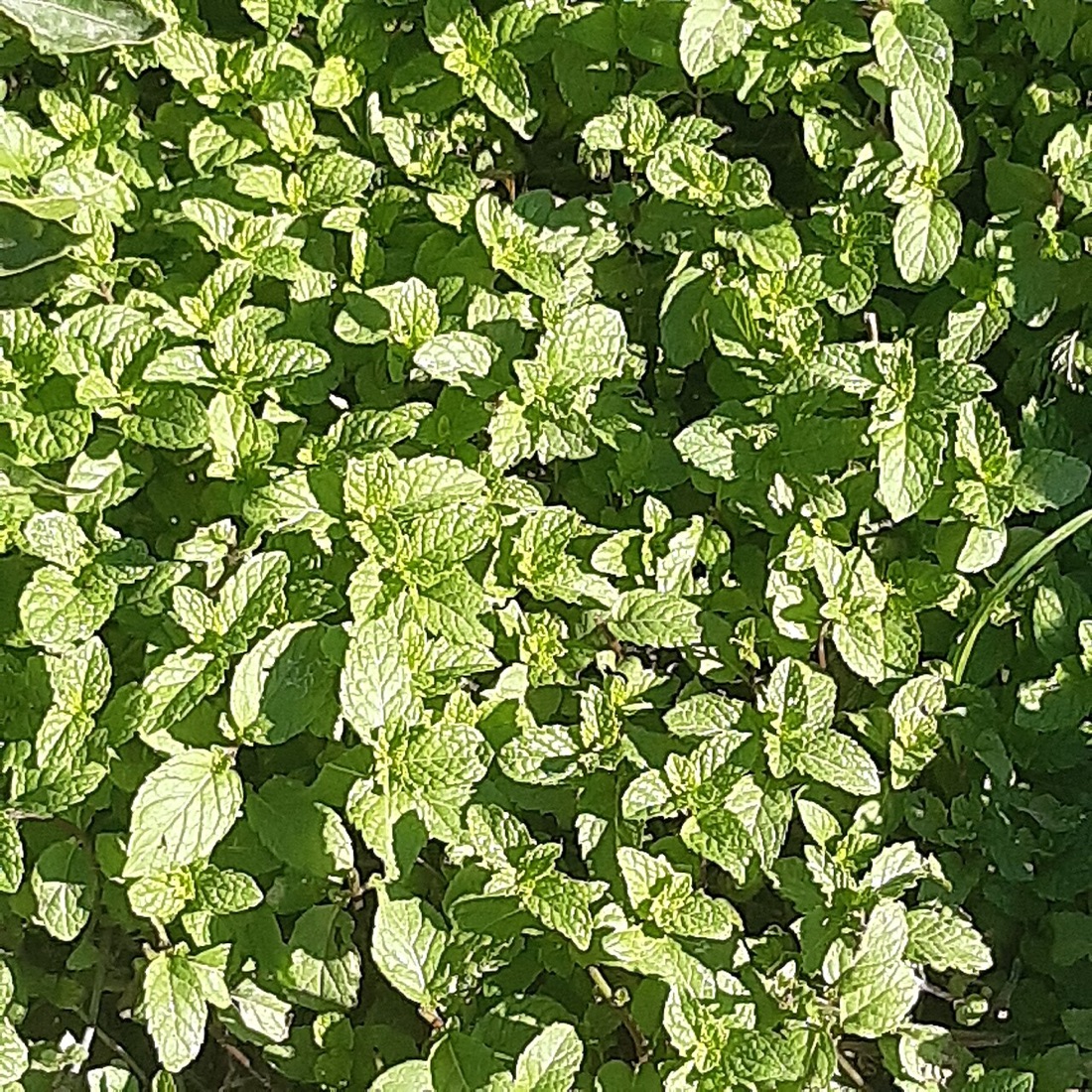 A mint plant