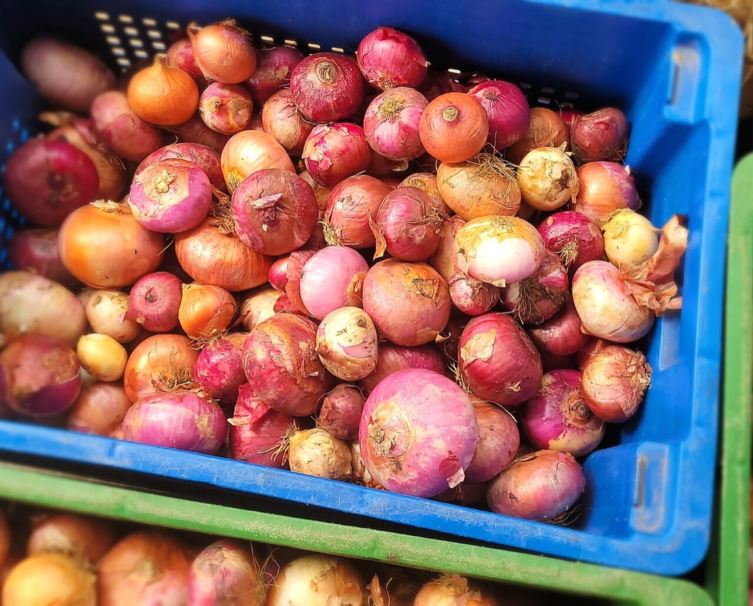 Onions drying after harvest
