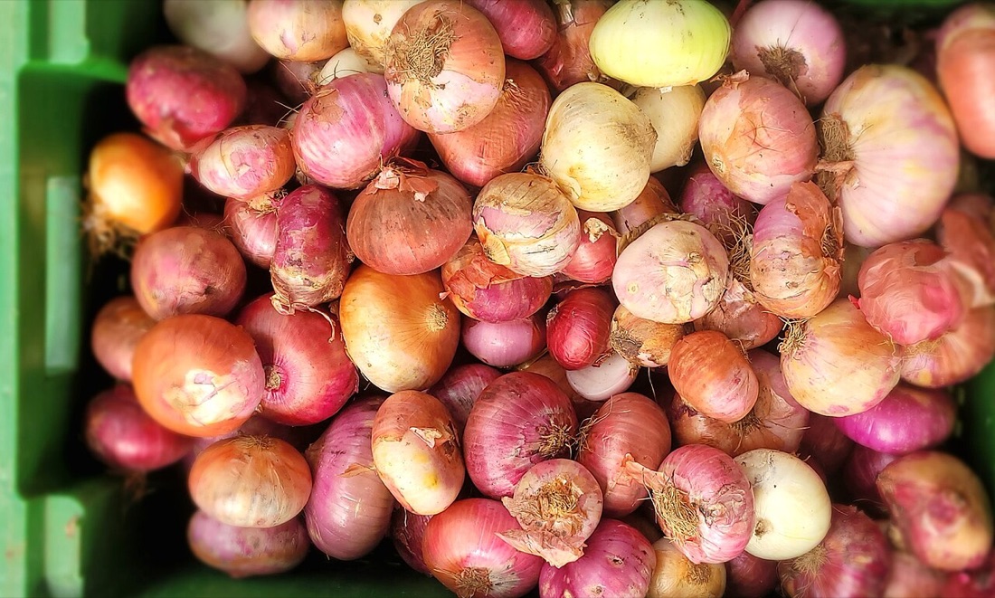 Onions drying after harvest
