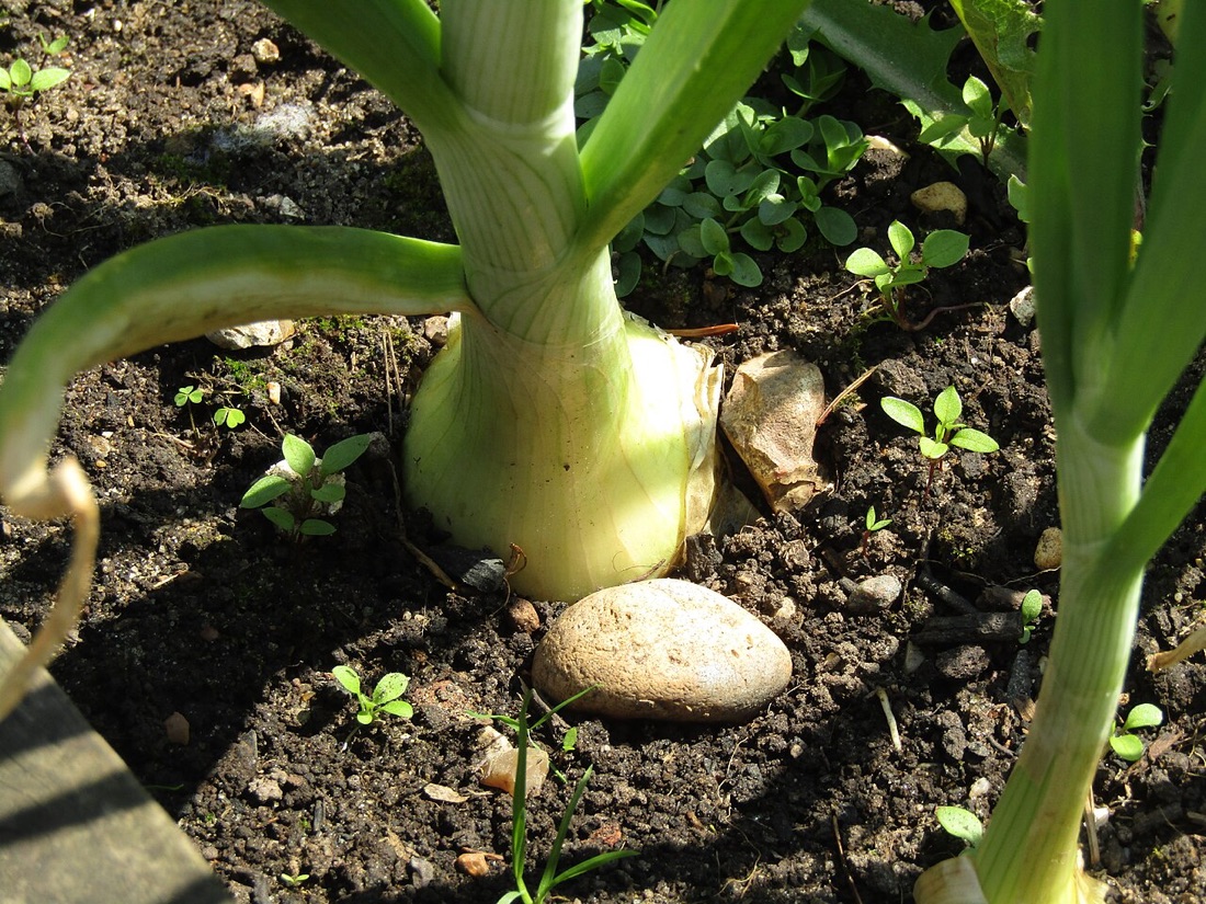Onions drying after harvest