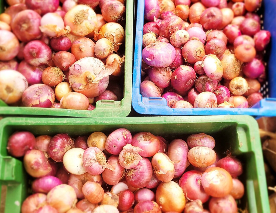 Onions drying after harvest