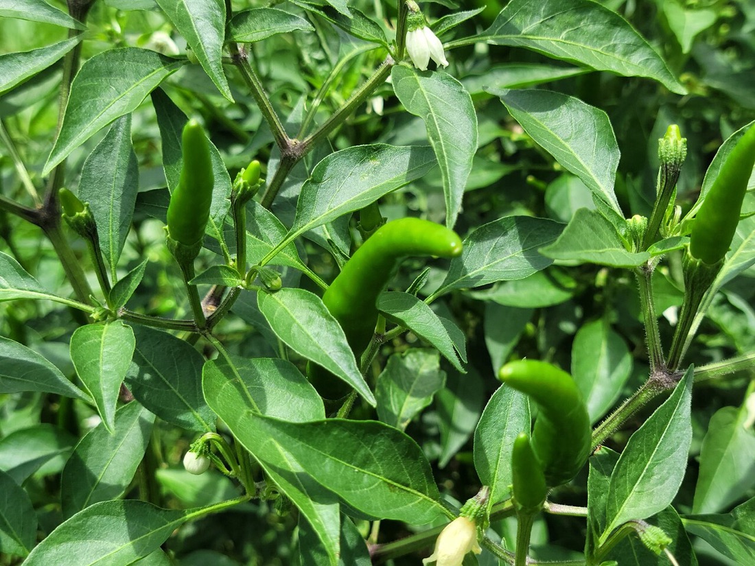 Chillies and peppers ripening
