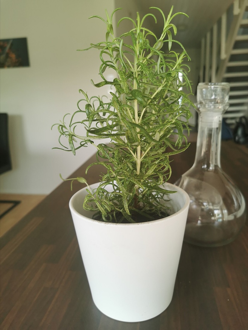 Thyme, sage and other Mediterranean herbs