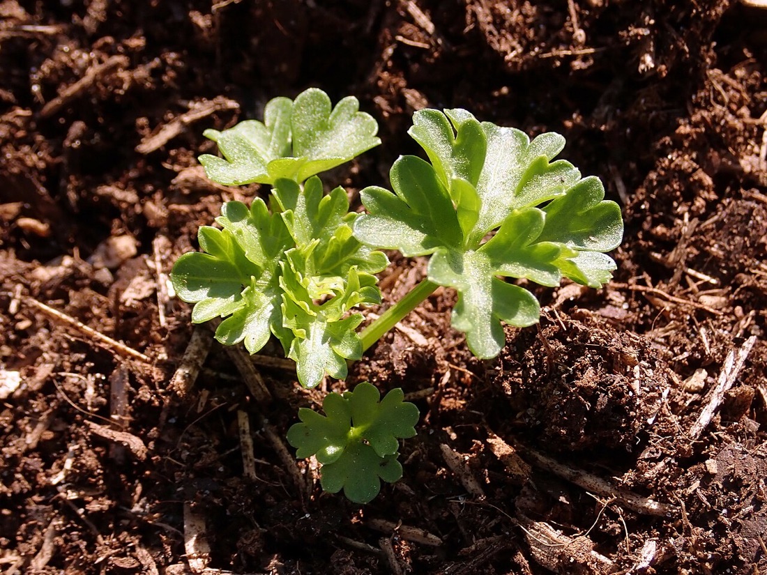 A parsley plant