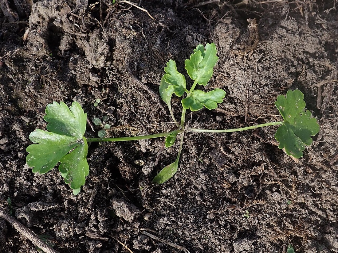 A parsley plant