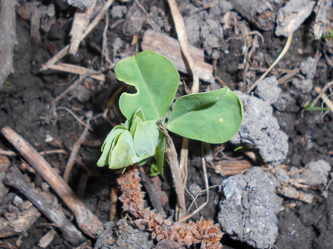 Pea pods growing on the plant
