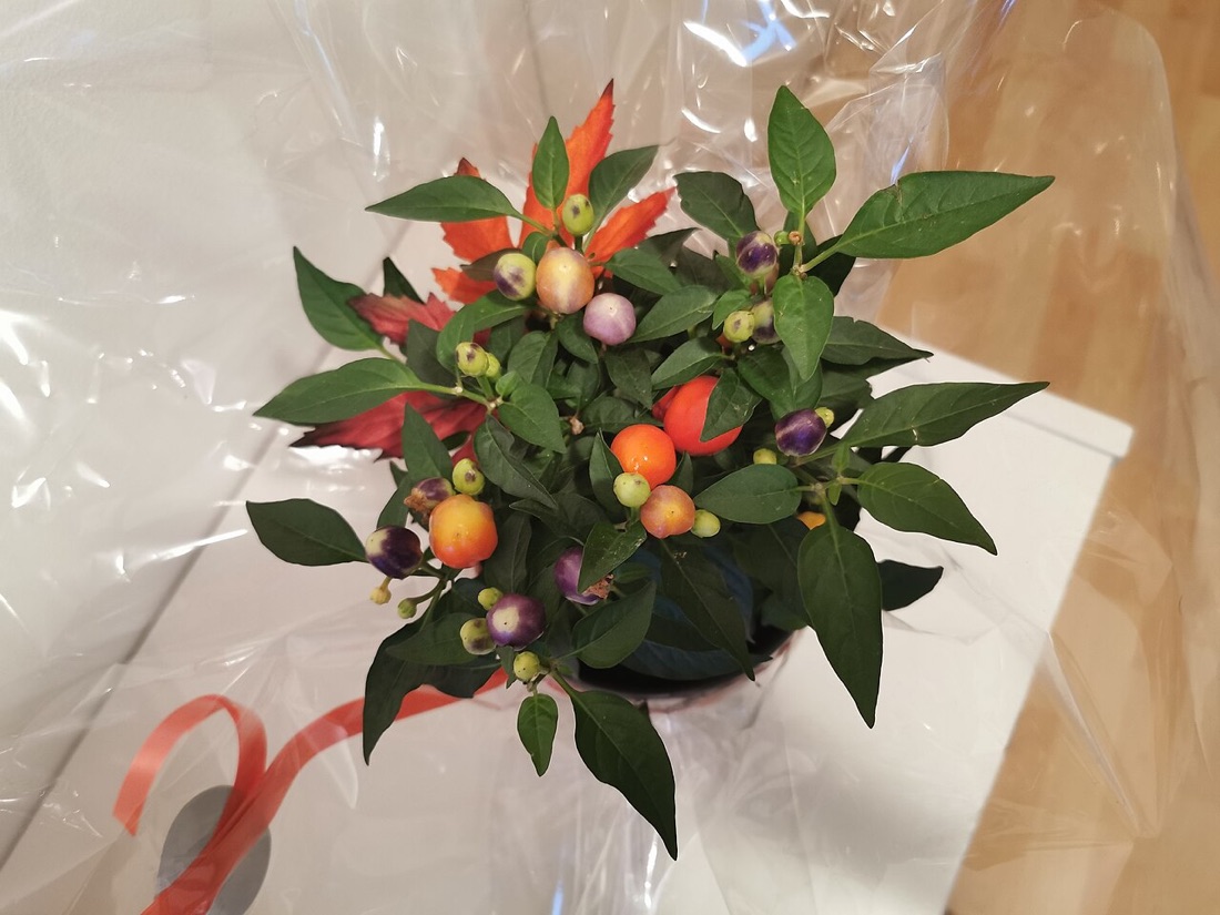 Chillies and peppers ripening