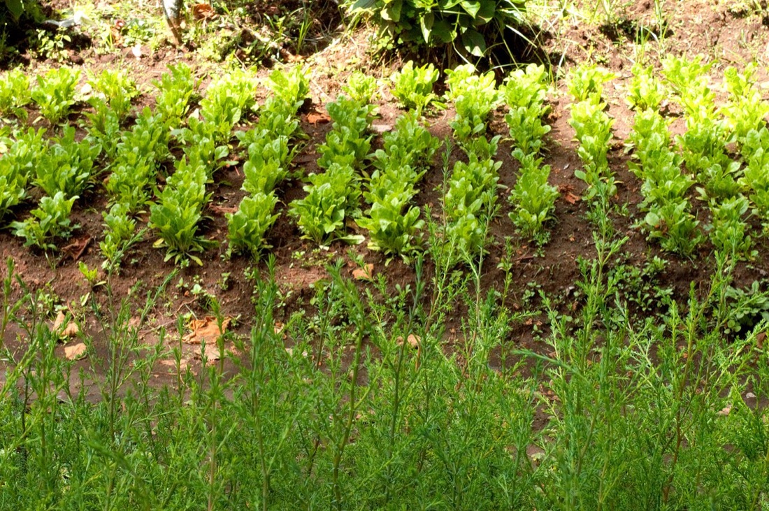 Spinach and chard leaves