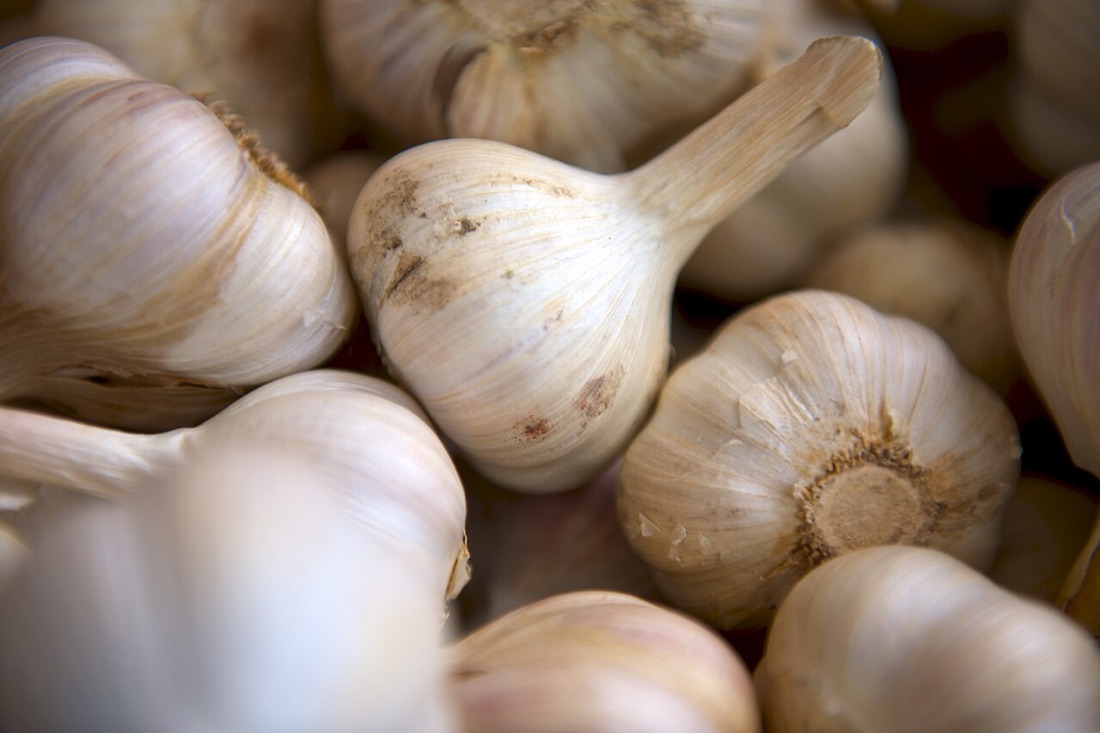 Garlic bulbs