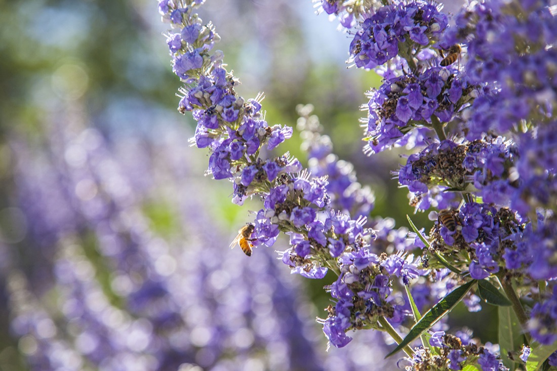 A bee on a garden flower