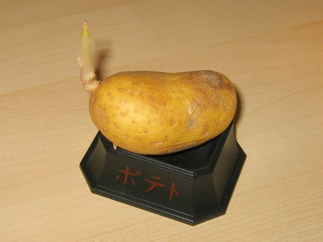 Freshly harvested potatoes