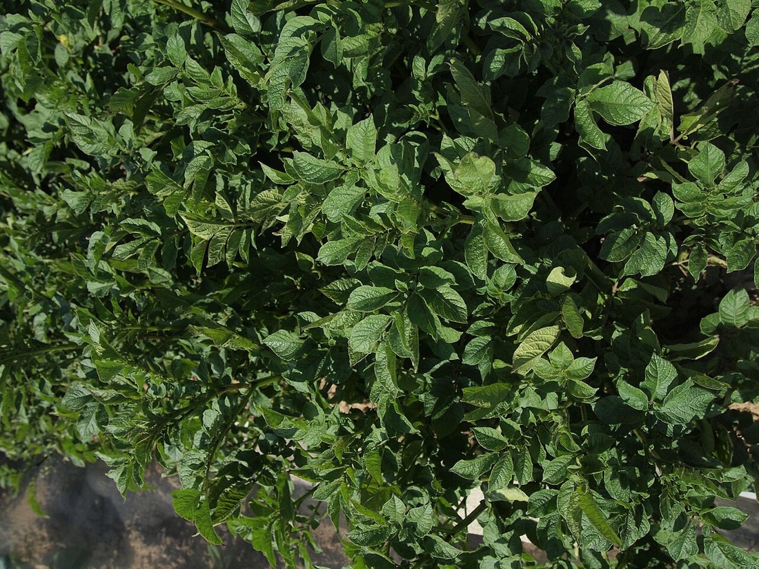 Freshly harvested potatoes