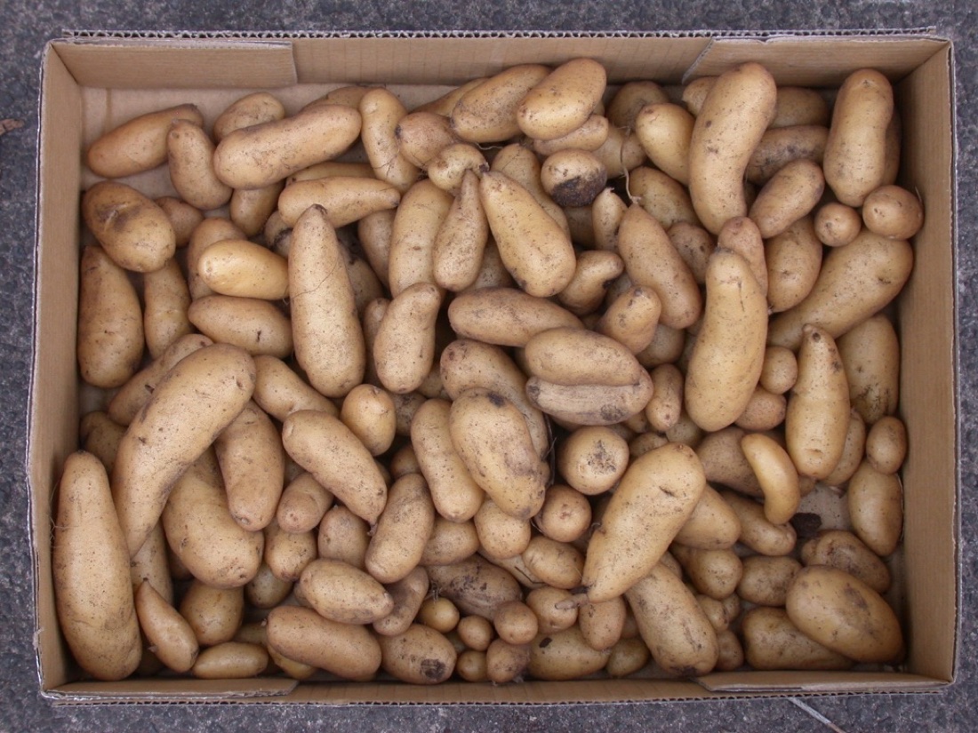 Freshly harvested potatoes