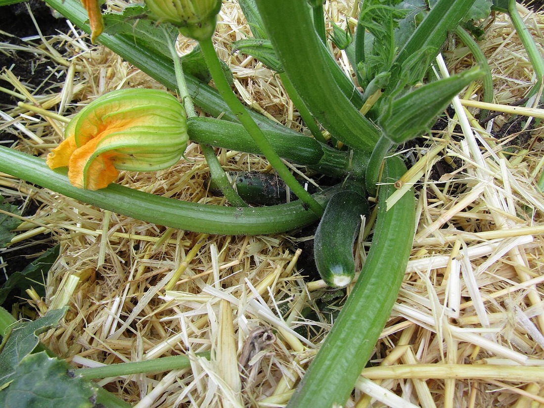 Courgettes growing on the plant