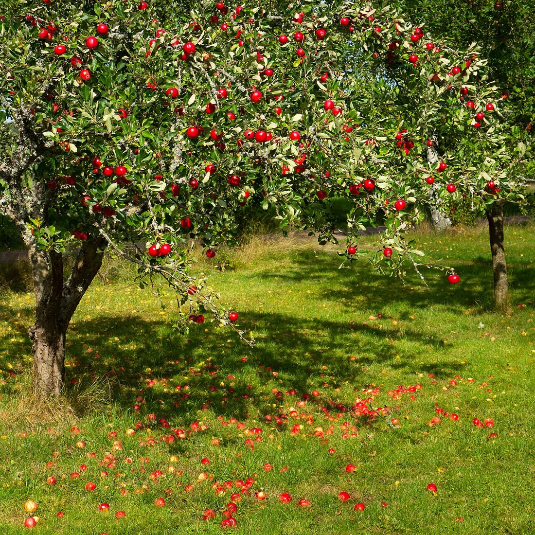 Apples ripening on the tree