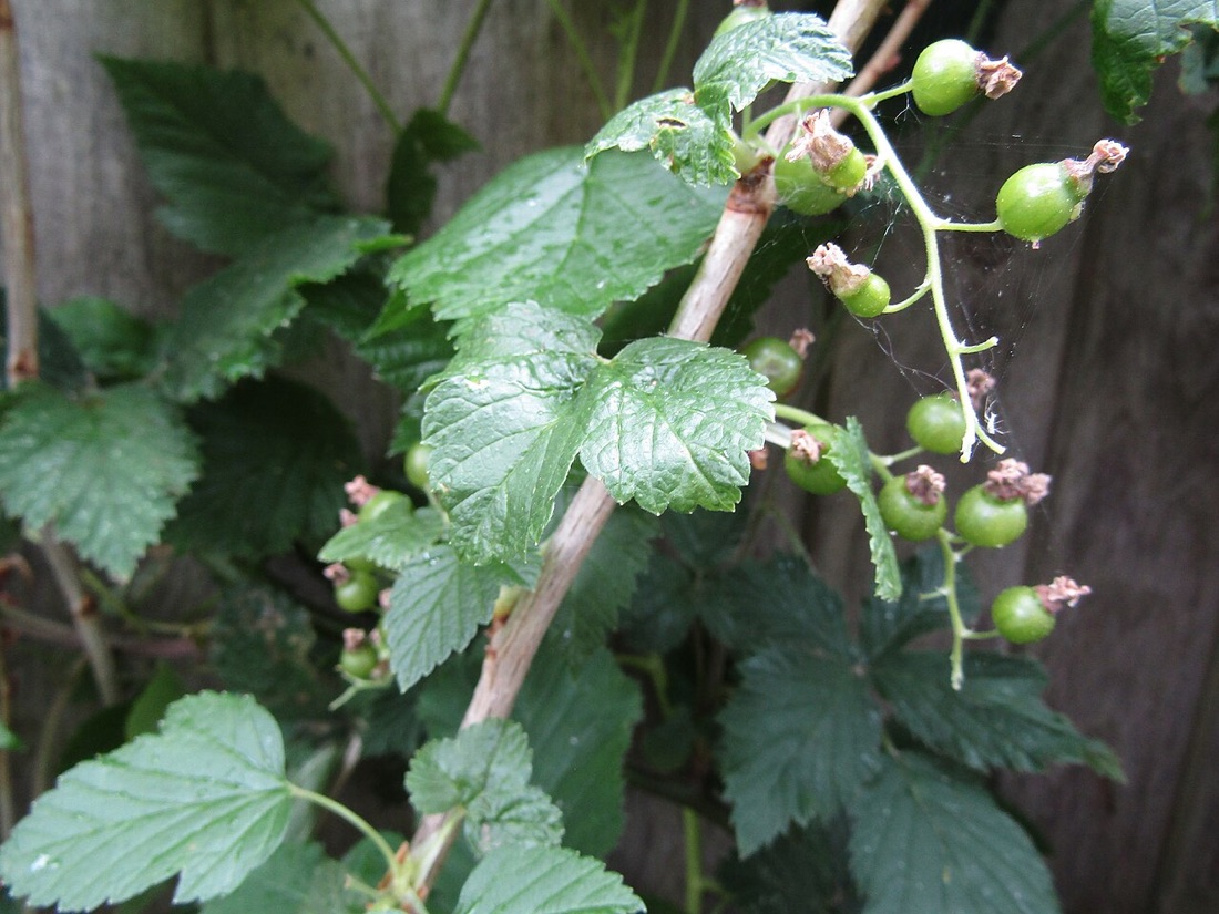Currants on the bush