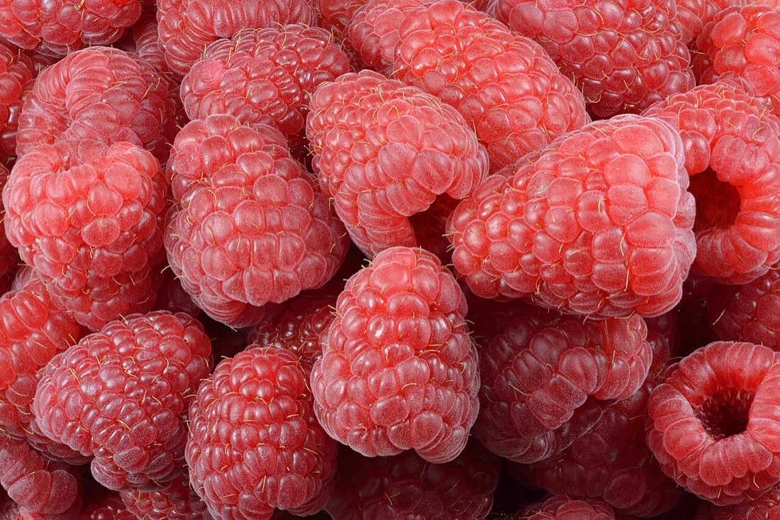 Ripe raspberries on the cane